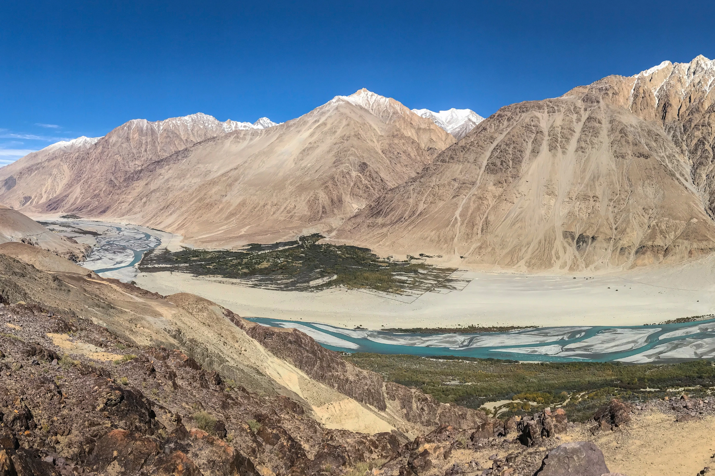 Hundar[1].webp